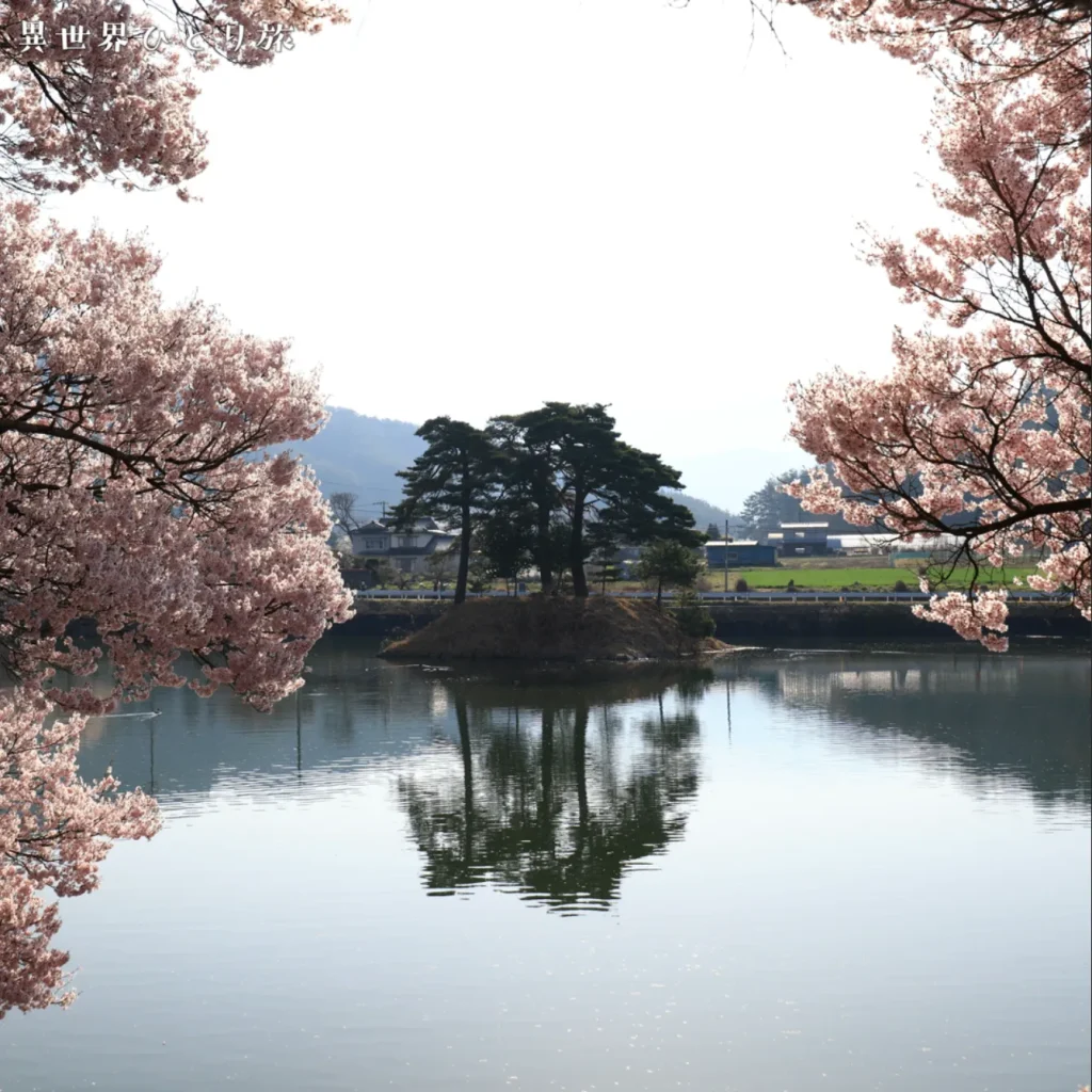 六道堤の桜