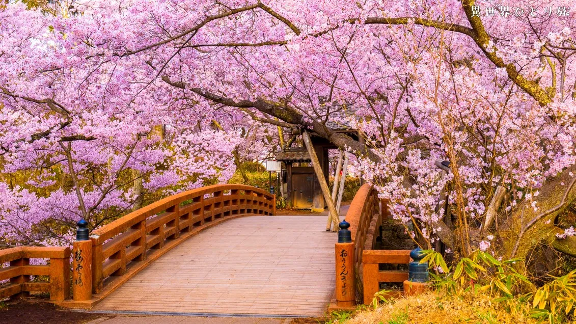 【日本有数の桜絶景】高遠城址公園の春を訪ねて｜長野県伊那市