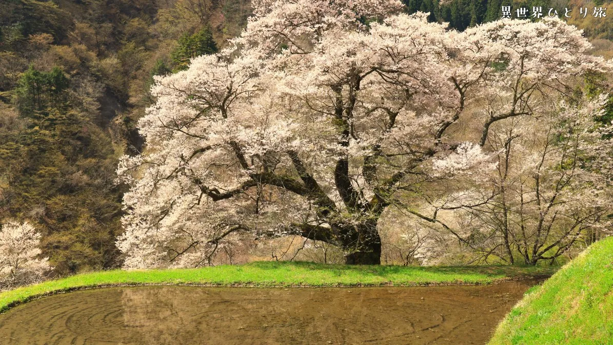 駒つなぎの桜を訪ねて｜長野県阿智村