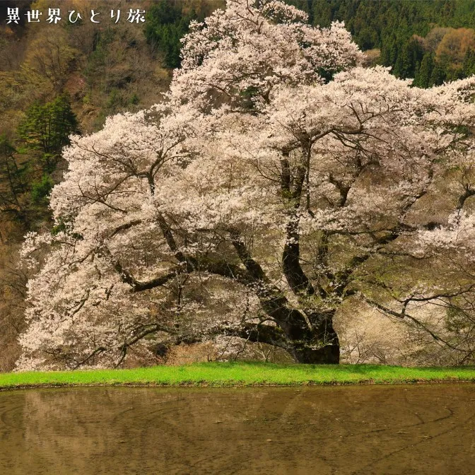 駒つなぎの桜｜長野県阿智村の春