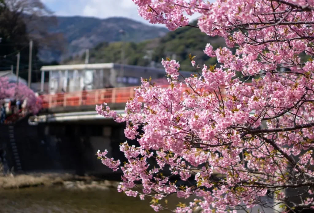 河津町の河津桜|静岡の絶景