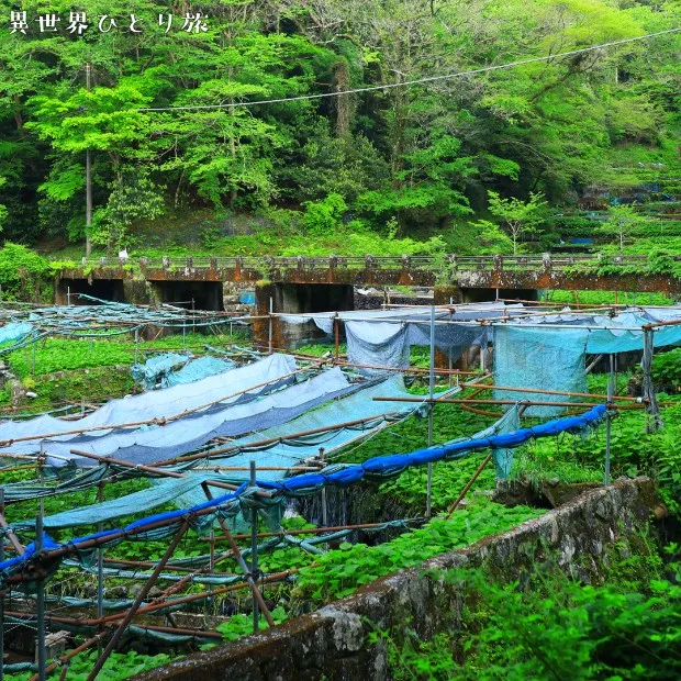 Wasabi field in rafting area