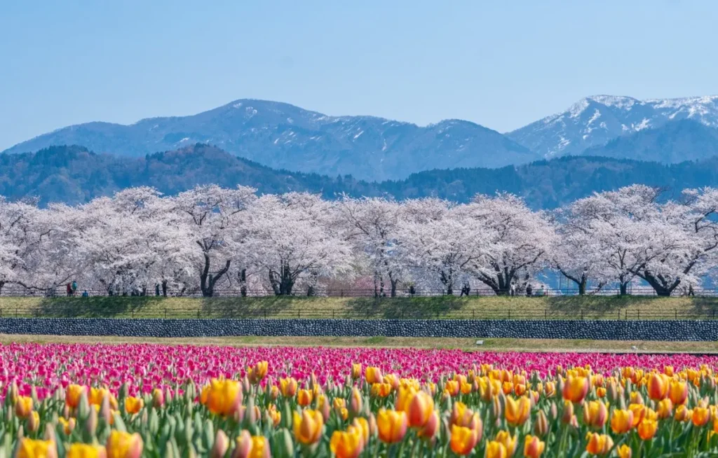 あさひ舟川「春の四重奏」｜富山の絶景