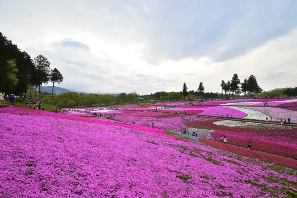 羊山公園の芝桜｜埼玉の絶景