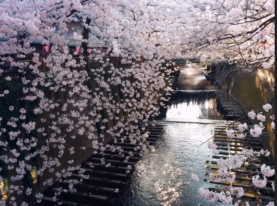 目黒川の桜並木｜東京の絶景