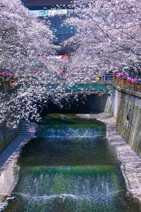 目黒川の桜並木｜東京の絶景