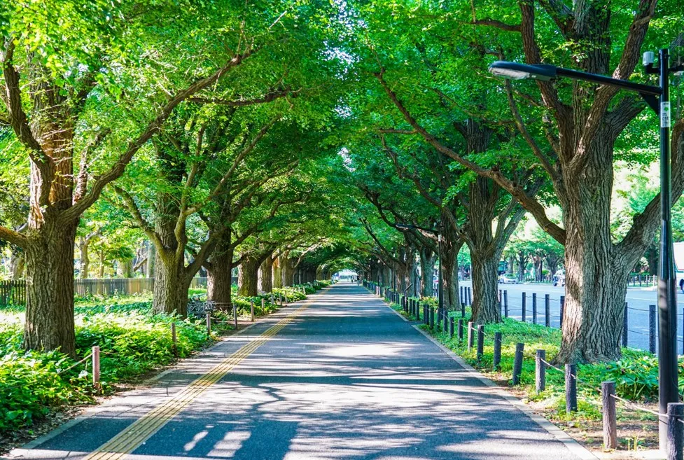 明治神宮外苑のいちょう並木｜東京の絶景