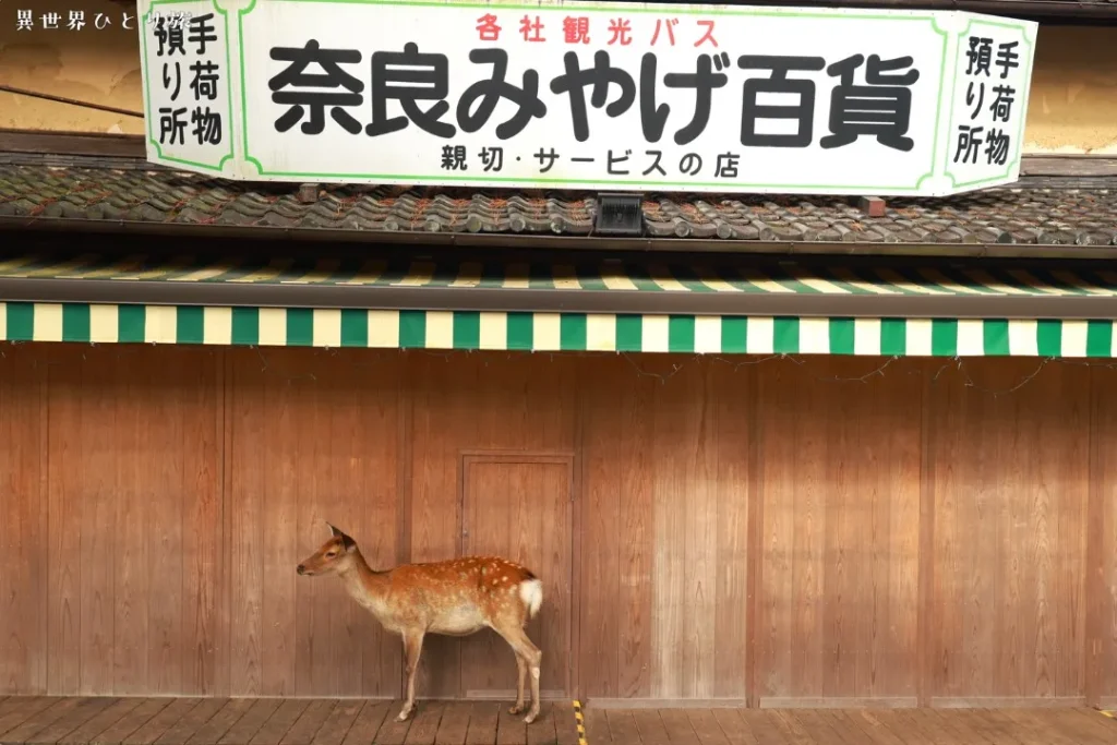 奈良公園の鹿｜東大寺