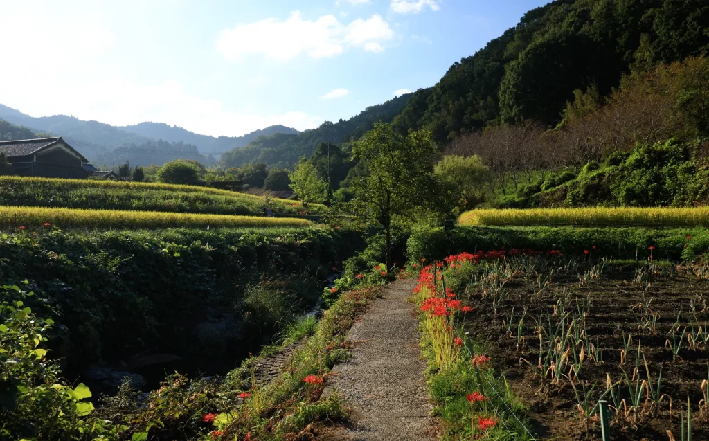 飛鳥川飛び石(上流側)｜奈良県明日香村の絶景