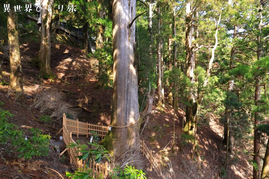 玉置神社の大杉