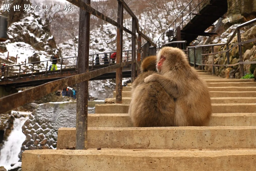 地獄谷野猿公苑の日本猿たち