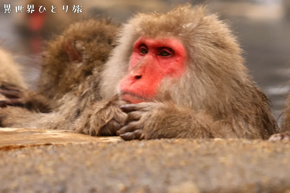 温泉に入る日本猿｜地獄谷野猿公苑