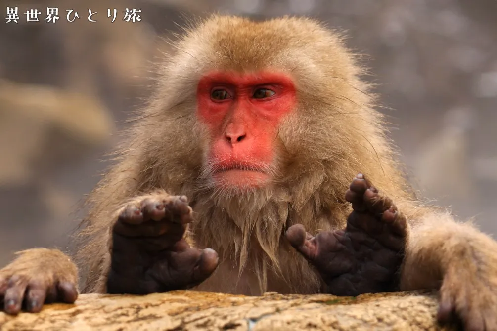 温泉に入る日本猿｜地獄谷野猿公苑