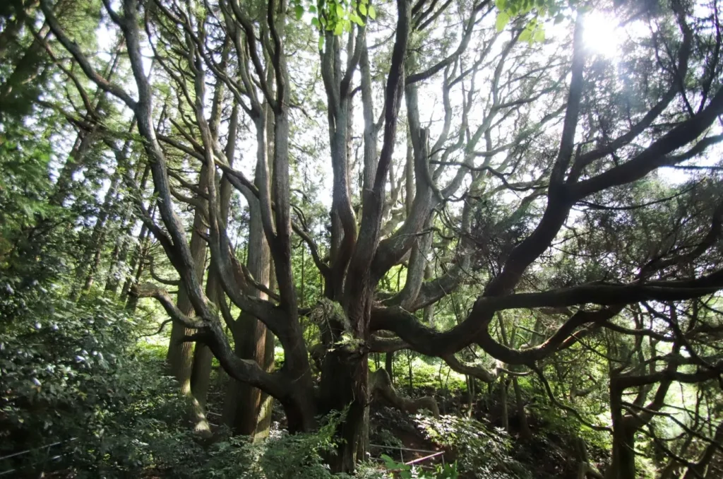 高森殿の杉（たかもりどんのすぎ）｜熊本県の絶景&観光名所