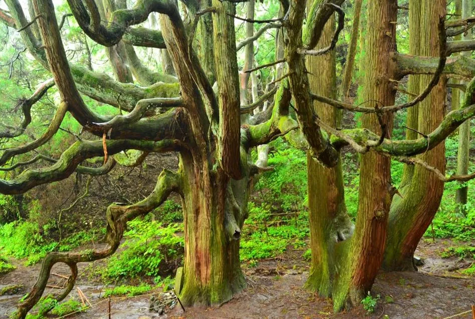 高森殿の杉（たかもりどんのすぎ）｜熊本県の絶景&観光名所