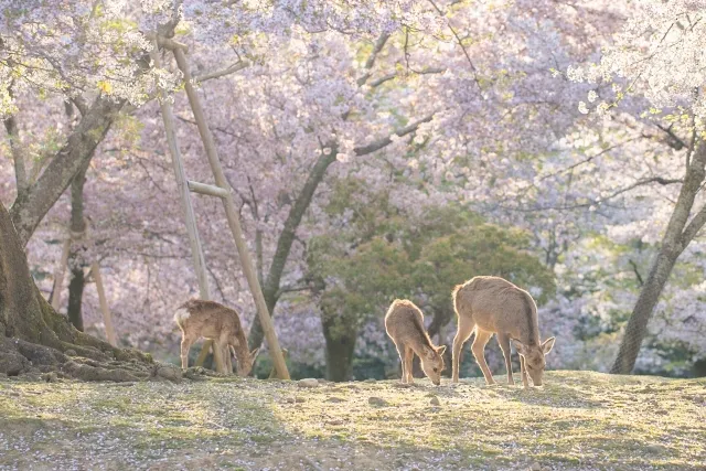 奈良公園の鹿と春