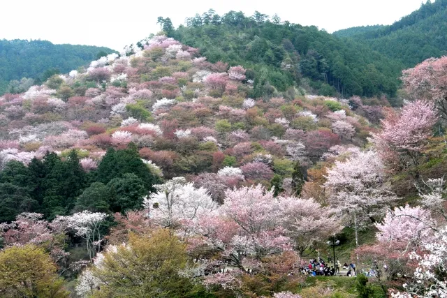 吉野山（よしのやま）の桜｜奈良県の絶景&観光名所